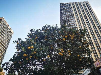 这些黄澄澄挂满枝头的果实是柚子？园林部门：市民可能误会了……