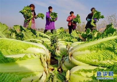 海口市美兰区： 家庭农场引领常年蔬菜生产