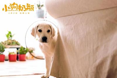 《小狗奶瓶》：作为一种 “表演装置”的萌宠