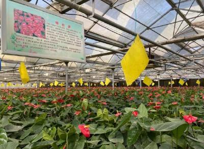 探访武汉首个“盒马村”：联合国“粮食英雄”联姻盒马助农户不愁销路
