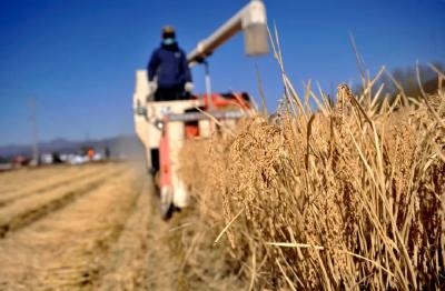 “谷贱伤农、米贵伤民”的怪圈，该怎么破？