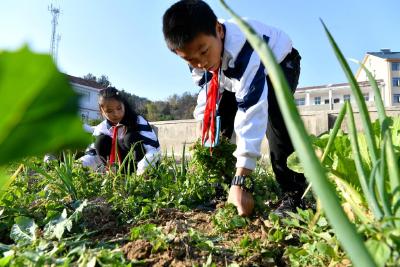 湖北保康百峰小学：校园“微农场” 农娃学农事