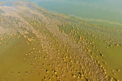 新疆呼图壁：初冬时节大海子湿地别样美