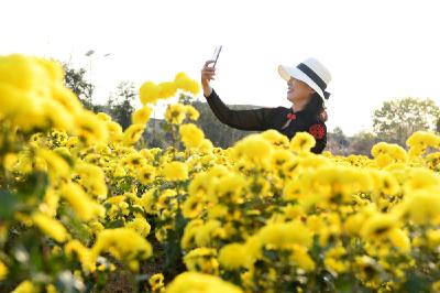 安徽淮南谢家集区：小菊花“开”出乡村小康路