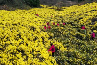 【农民丰收】湖北保康：菊花种植助脱贫