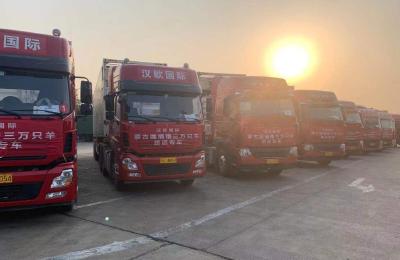 武汉接羊车队11月9日夜抵达邯郸 首批12000只羊预计11月15日抵汉