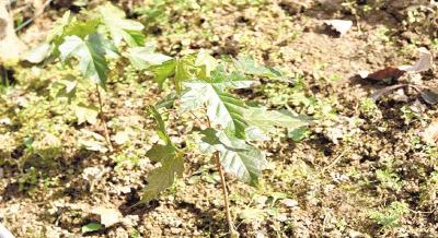 湖北神农架：繁育成活456株濒危庙台槭