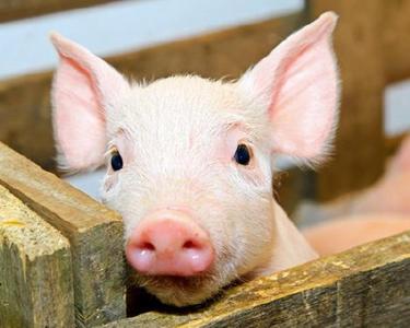 连降十周 十几元一斤猪肉重现市场