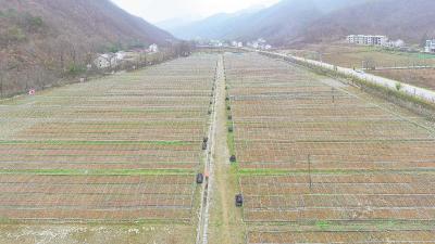 战贫有策｜技术送下乡订单到田头——湖北神农架“疫”后战贫再加力