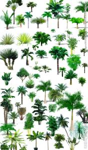 俄从热带植物中提取抗肺癌药物