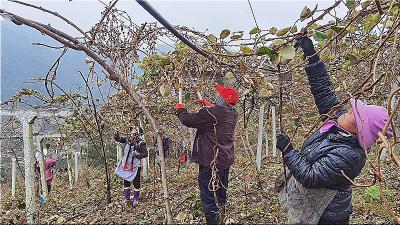 贵州修文：冬闲人不闲 猕猴桃园里忙“整形”