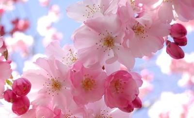 【惠游湖北】文学：樱花