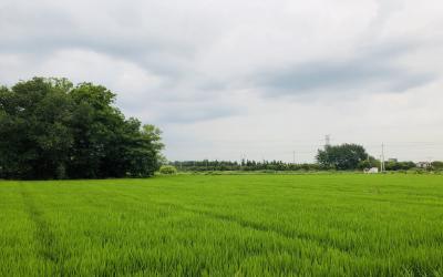 江苏扬州李典村：一户庭院就是一处风景 家家户户串起美丽乡村