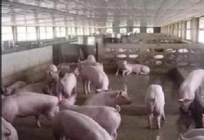 市值蒸发千亿元 上市猪企的“牛皮”吹过头了？