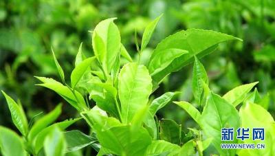 绿茶+运动缓解脂肪肝