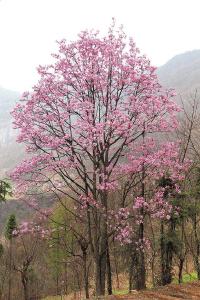 湖北宜昌：博士后扎根深山“育新苗”，百万年薪“挖不走”