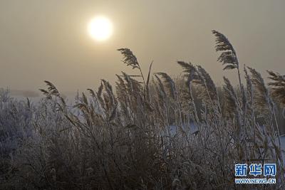 大雪时节 黑河湿地现雾凇美景