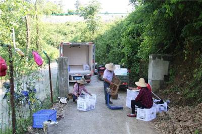一线报告｜湖北保康：村企共建富乡亲