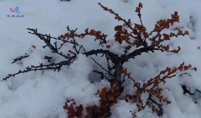 每日科普|北极与南极都是白雪一片吗？