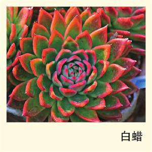 多肉植物图鉴——白蜡