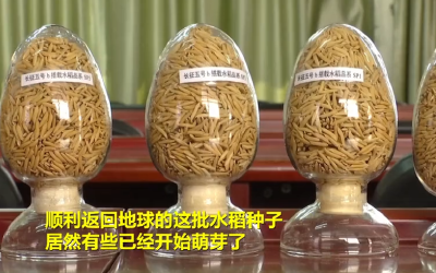 乘嫦娥五号“奔月”的水稻种子发！芽！了！