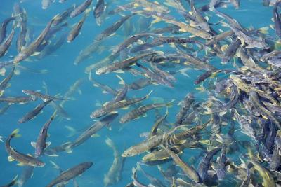 青海湖实施为期10年的封湖育鱼 