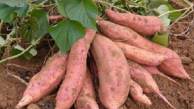 沙坡地里的红薯