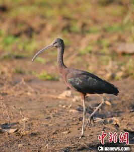 珍稀鸟类彩鹮再次现身云南盈江 曾被断言已在国内绝迹