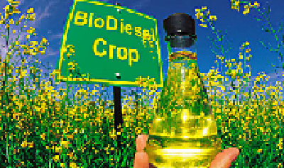 生物柴油不应墙内开花墙外香 