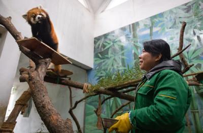 改造期间为免惊扰，武汉动物园给动物做噪音脱敏训练 小熊猫训练半月后已逐渐适应