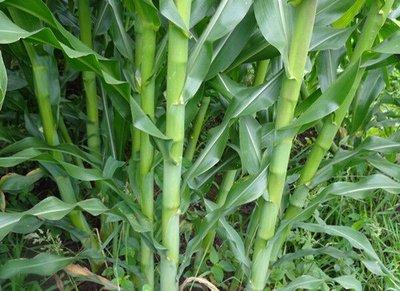 这个和玉米、秸秆有关的材料，正走进你我的生活 