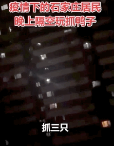 石家庄这段“抓鸭子”的视频火了，网友：这就是必胜的样子吧