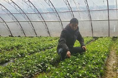 一线报告｜卢学义：红薯苗承载大梦想