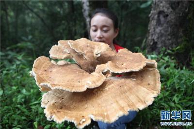 有毒无毒？全球野生食用蘑菇科学清单发布 