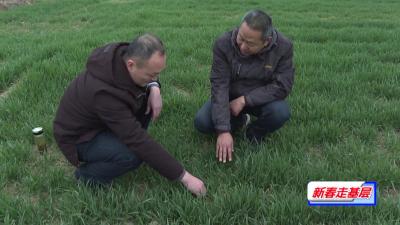 枣阳市：加强田间管理  确保粮食丰收 