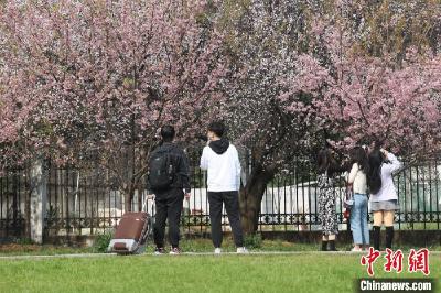 武汉大学早樱盛放 学子返校赏花忙 