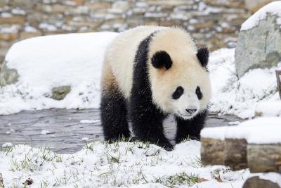 每日科普|濒危物种那么多，你为啥偏爱大熊猫？