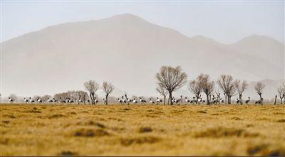 西藏生态保护红线面积占全区国土面积45%