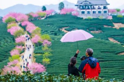 天气回暖 未来两个月赏花成游客出行热门主题