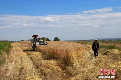 中国粮食安全形势如何？官方：有能力端牢“饭碗”