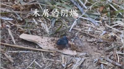 每日科普|从钻木取火谈燃烧：阴燃与明火