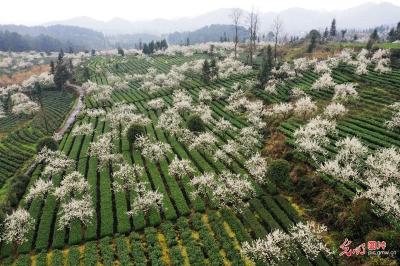 贵州福泉：茶园花香采茶忙