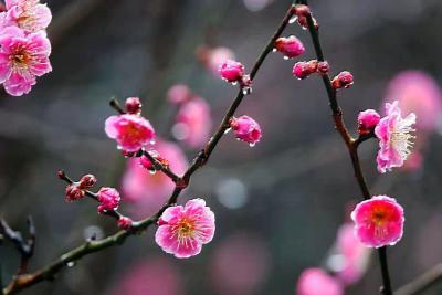 每日一读｜曾为梅花醉似泥