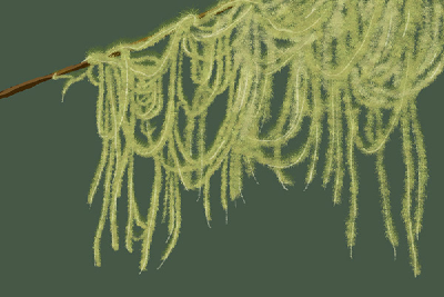 植物中的环境监测员——松萝