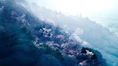 【楚楚动人】灵秀广水 春山幽谷野樱飞 湖北学习平台