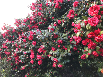 枣阳：山茶花开春满园