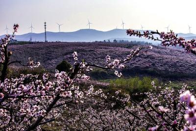 鄂西北最大的“油桃之乡”15000亩桃花盛放