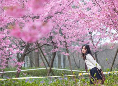 【灵秀湖北·花开四季】武汉：相约春天赏樱花