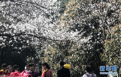 武汉大学发布赏樱政策 3月5日起援鄂医护人员等可网上预约登记