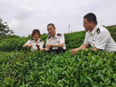 首开专列，让“一带一路”沿线国家“泡上”信阳茶